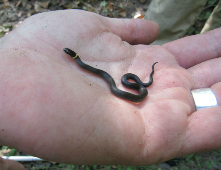 Ringneck Snake